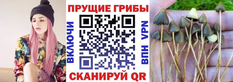 Купить закладки  Яранск  Псилоцибиновые грибы мицелий 
